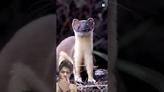 How Stoat Hypnotizes Rabbit #viral