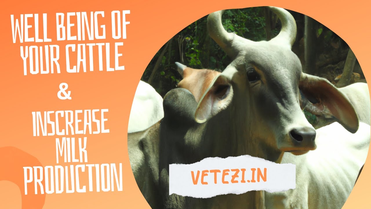 Disclosed! 'Vetezi Farm-Pro Cattle' for health, increase milk production and well-being