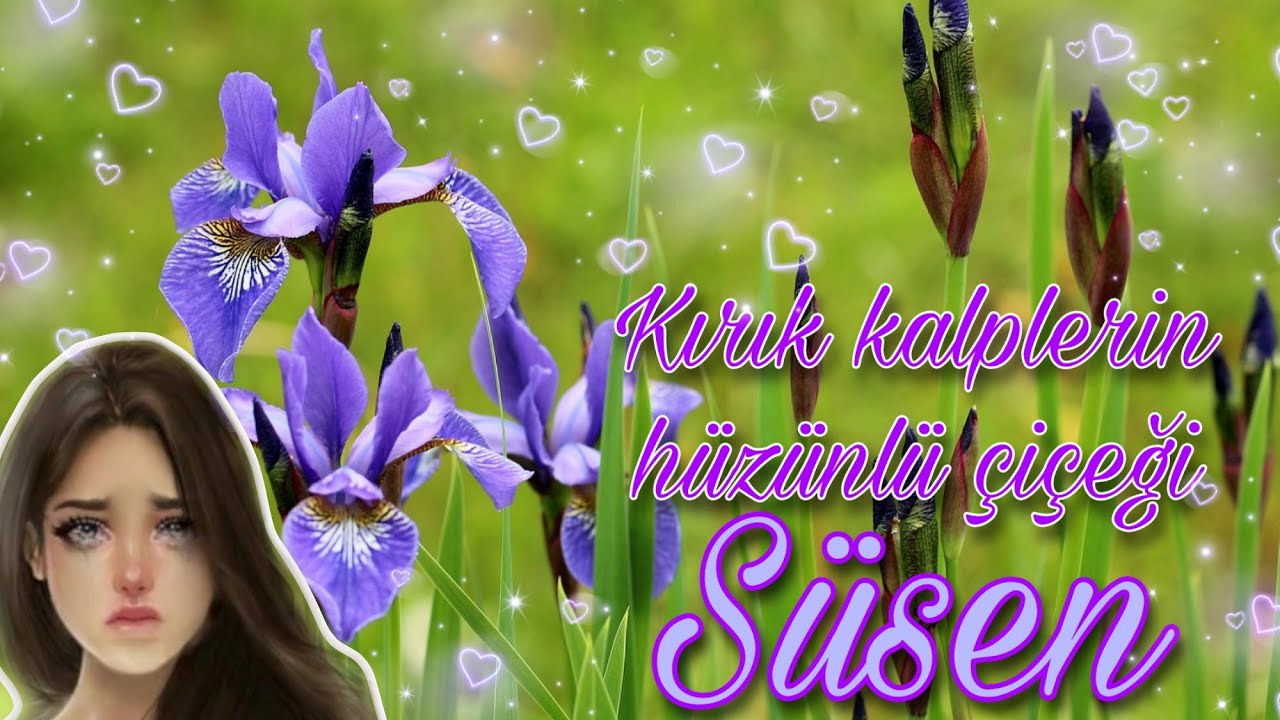 Süsen - Iridaceae