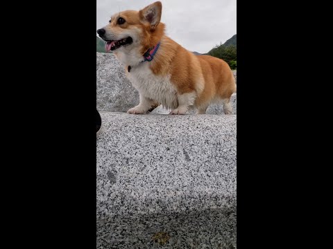 河原の大きな石の上を歩き回るコーギー / Corgi walking across the river boulder #コーギー #サクラ #corgi