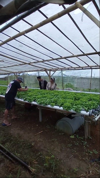 Suasana sore ngonten bodor sunda di sawah dan kebun sayuran part 5