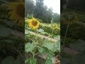 sehliyo ki bari #Udaipur #mewar #sunflowers #nature Udaipur