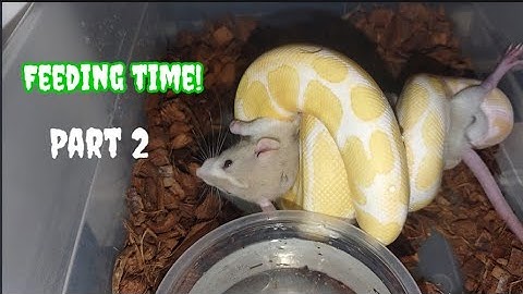 !Warning Live Feeding!🐀🐁🐍 part 2
