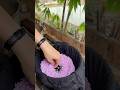 Nay làm xôi xoài với e nha mấy chị #tuyensaphia