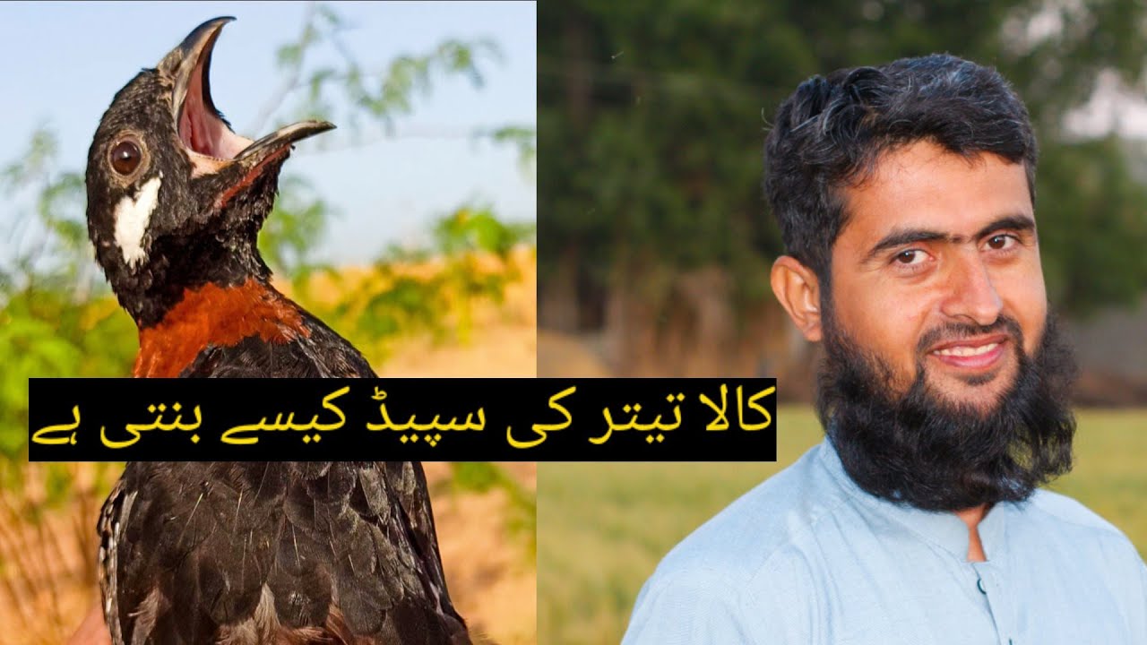 Kala Teetar ki speed کالا تیتر کی سپیڈ