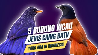 Download lagu 5 Types of Whistling Thrushes in Indonesia
