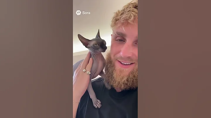 Video 11276991: sphynx cat playing