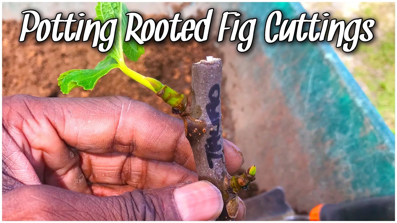 Potting Rooted Fig Cuttings YouTube