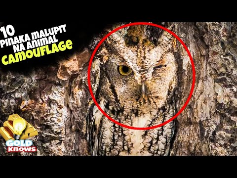 Video: Camouflage: mga uri at kulay ng camouflage ng mga bansa sa mundo, mga larawan, mga pangalan ng mga kulay