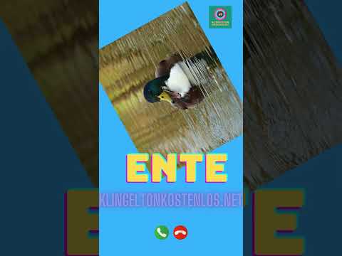 ENTE Klingelton in Formaten von mp3 kostenlos herunterladen