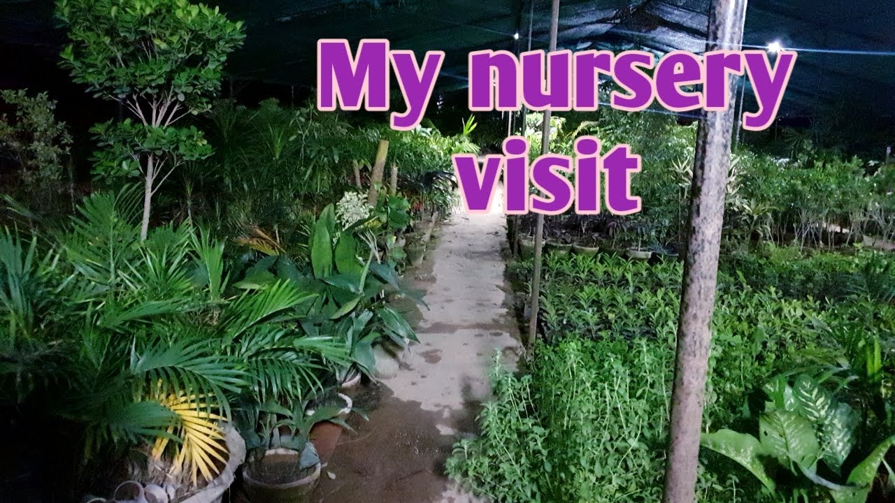 My nursery visit with plant name & prices Peshawar mor nursery