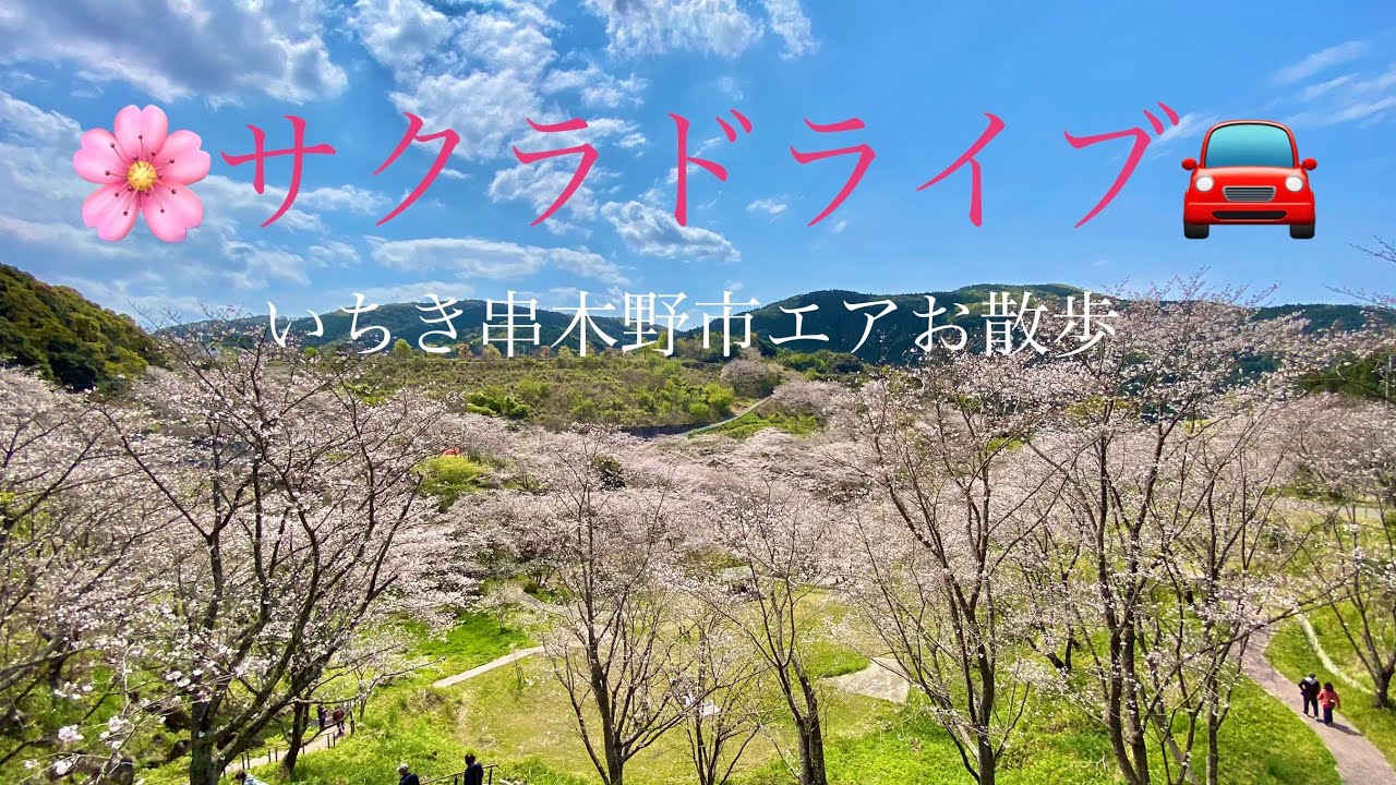【いちき串木野市】サクラドライブ！【エアお散歩】