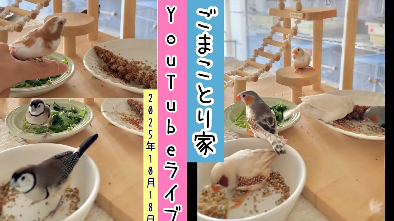 ごまことり がライブ配信中！小鳥たちのお食事風景