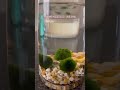 Marimo moss balls unboxing