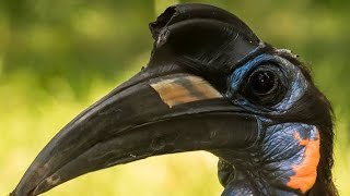 Àkàlàmàgbò - Abyssinian Ground Hornbill