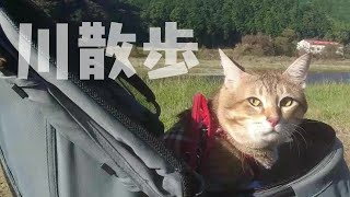 猫の小鉄をカートに乗せて朝の川散歩へ行ってきました。