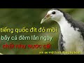 Tiếng Chim Quốc Ta đỏ đít Dùng để Bẫy Link Tải Phía Dưới Phần Mô Tả Tiếng Chim Quốc Ta đỏ đít Dùng để Bẫy Link Tải Phía Dưới Phần Mô Tả
