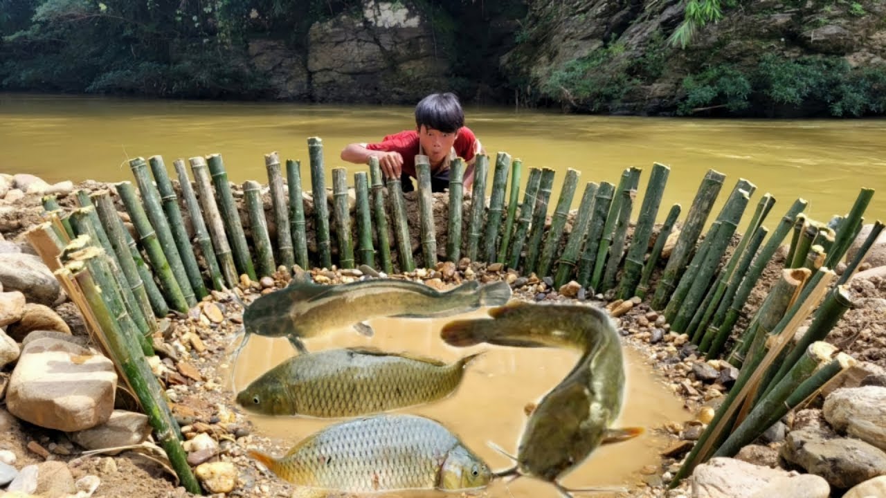 The boy made a very unique fish trap and surprisingly caught many carps ...