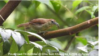 Pin-striped Tit-Babbler @ Chiu S C DSCN5548
