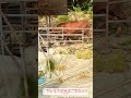 牛が自ら体重計へ!賢い農場の知恵🐂 家畜の体重測定
