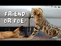 Bengal cat and rescue dog meet abyssinian kitten first day home  ep 21