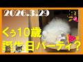 【猫愛ライブ】ラグドールのくぅ、10歳の誕生日！くぅのお話をいっぱい聞いてください配信パーティ！