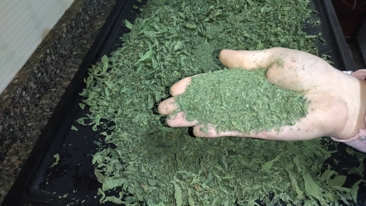 اسرع طريقة لتجفيف الملوخيه الخضرا الى ناشفة من السنة للسنة وتفضل محتفظه بلونها الاخضر