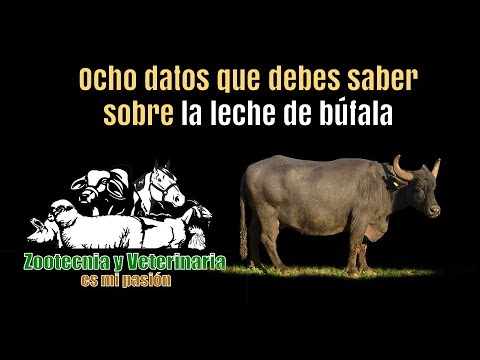 Video: Leche De Búfalo: Propiedades útiles Y Contraindicaciones