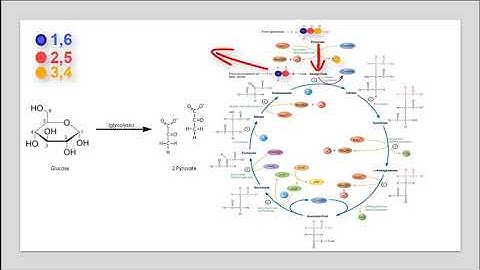 Tracking labeled Carbons in Glucose fixed