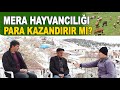 Büyükbaş Mera Hayvancılığı Nasıl Yapılır?  Para Kazandırır mı? /  Kahramankazan Tekke Köyü