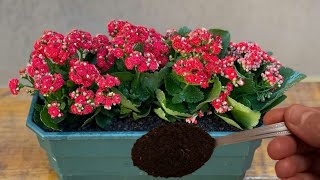 Kalanşoma Bunu Veri̇yorum Kalanşo Çi̇çeği̇ Bakimi Kalanşo Çi̇çeği̇ Nasil Çoğaltilir Kalanşo Budama