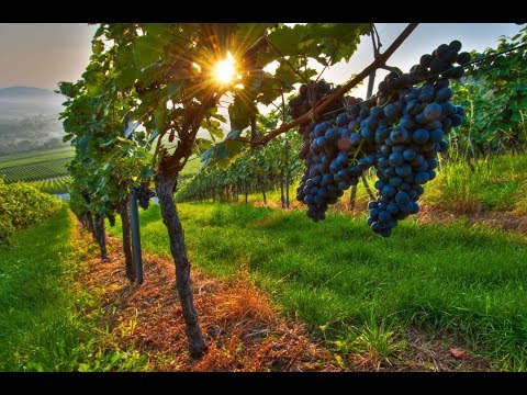 აგრო სიახლეები - 4 [მეხუთე სეზონი]