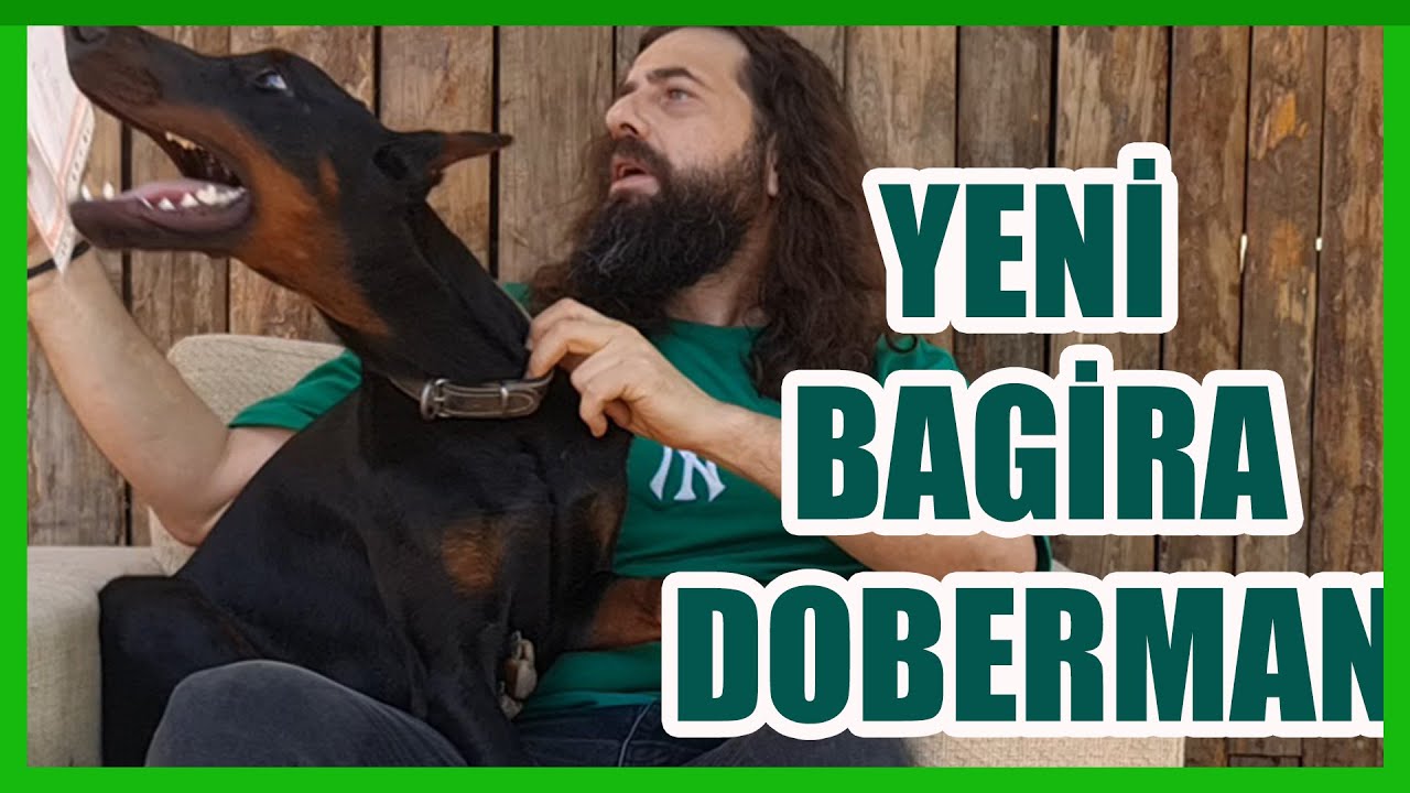 YENİ KÖPEĞİM DOBERMAN - BU DOBERMAN ÇOK FENA