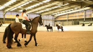 Apprenticeship Week equine demo 2017 - CREDIT GRAEME CUERDEN PHOTOGRAPHY