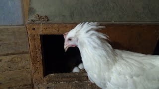видео: Где мы покупаем кур несушек. картинка: Где мы покупаем кур несушек.