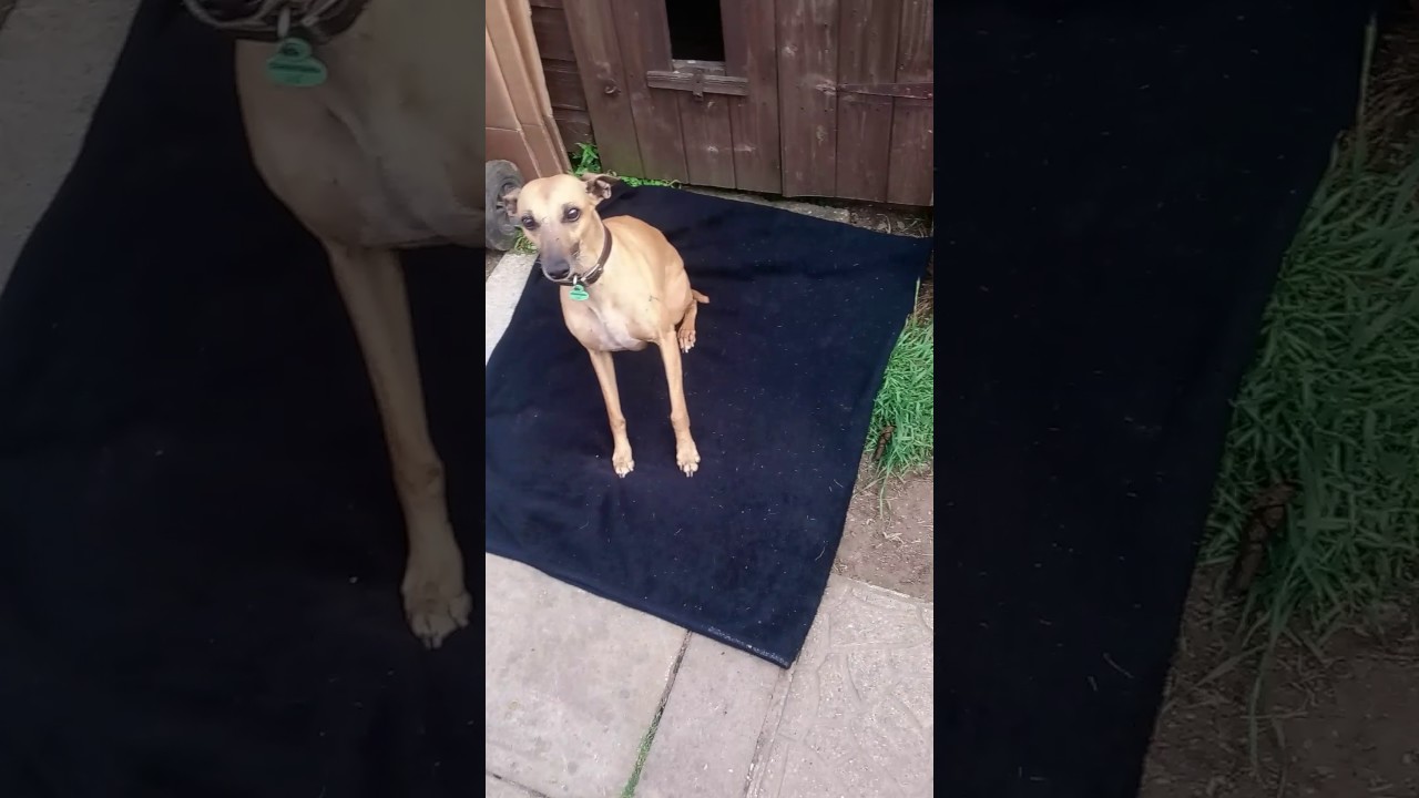 Dogs Eating Homemade Dried Fish Skins