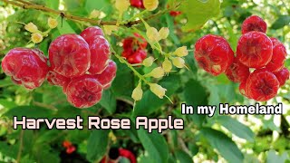 Harvesting Rose Apple/Tambes In my Homeland