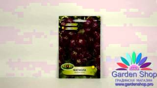 Flower seeds Mattioli purple (Purple gillyflower)