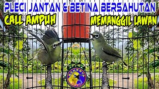 Call Pleci Betina dan Jantan bersahutan, Ampuh merangsang Birahi Semua Pleci ikut bunyi gacor