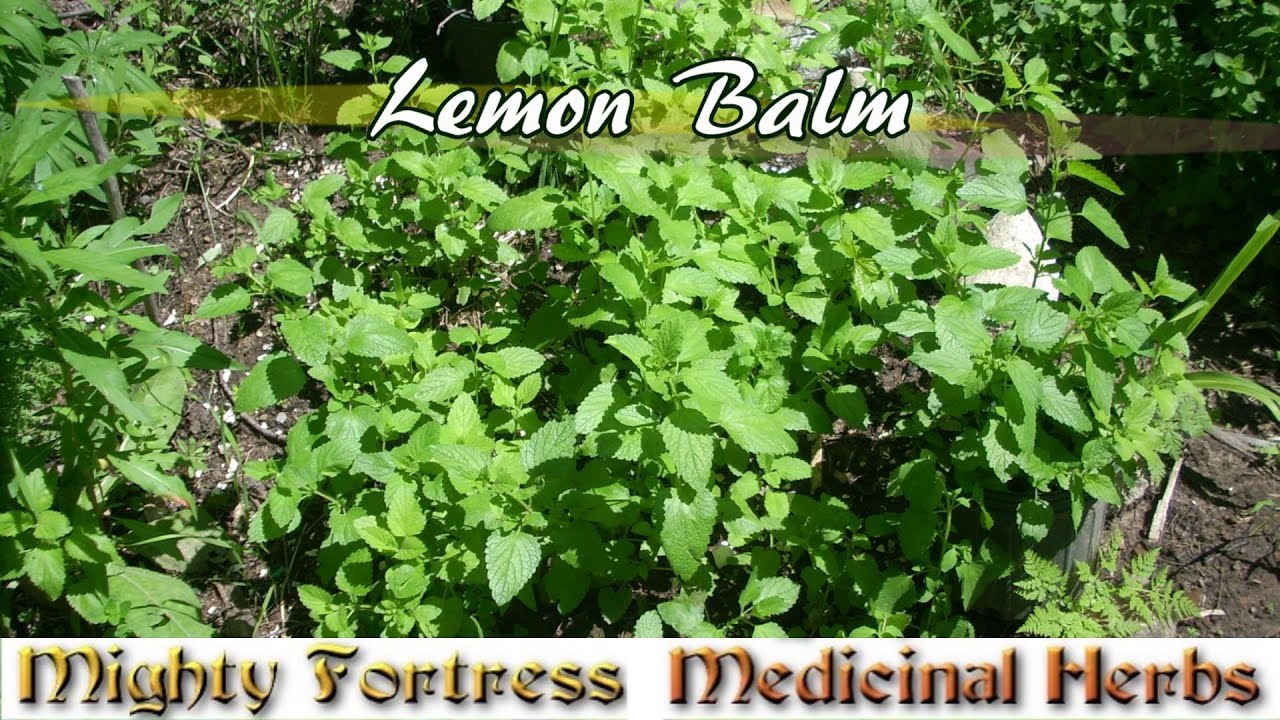 Lemon balm for happy chickens that lay happy eggs! YouTube