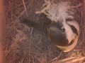 birdcam_2010-03-21_12-08-10.avi