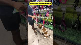 GOLDZERA ESCOLHENDO O SEU BRINQUEDO NOVO #funny #shorts #youtubeshorts #viral #comedy #dogs #foryou