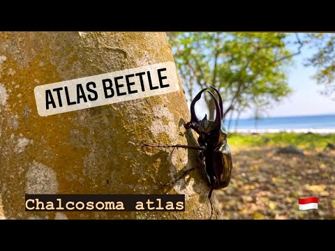 The Atlas beetle (Chalcosoma atlas) | Herping North Sumatra