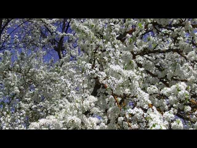 Alpenoberkrainer - Wenn der Kirschbaum blüht