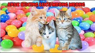 kucing putih bermain menangkap kelinci di kebun part 23 by si meong meong kucing lucu 1,420 views 8 days ago 5 minutes, 12 seconds