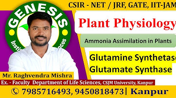 Ammonia Assimilation in Plants | CSIR NET/JRF | GATE | Life science | ICMR| IITJAM