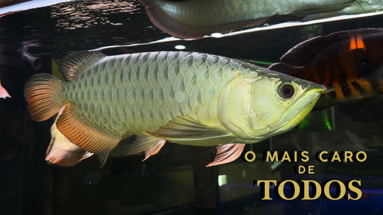 ELE COMPROU O PEIXE MAIS CARO DA LOJA, FUI ENTREGAR PESSOALMENTE!