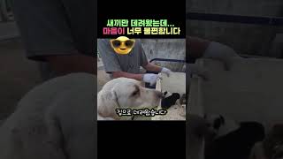 하수도 속 7마리 강아지.. 새끼만 데려왔는데...