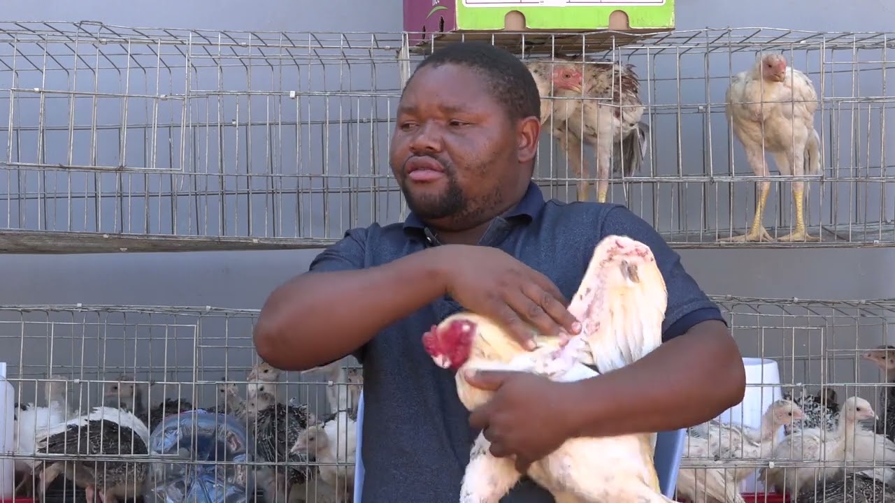 UTAJIRI ULIOJIFICHA KWA KUKU JAMII YA KUCHI