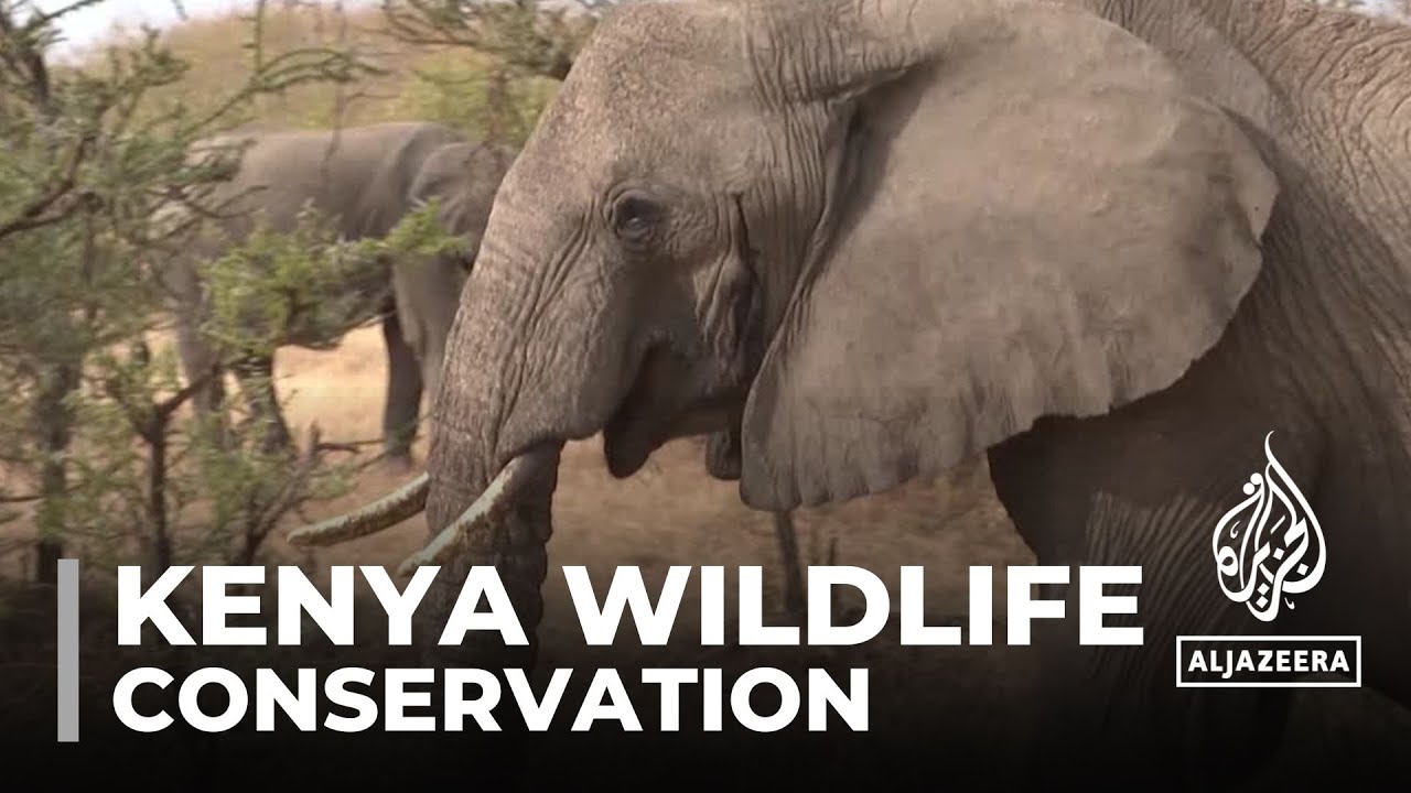 ⁣Kenya wildlife conservation: Living in harmony with wild neighbours
